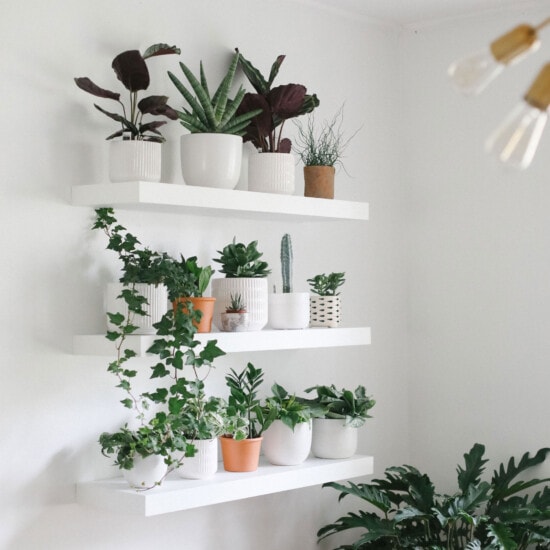 A room adorned with white shelves showcasing an abundance of lush potted plants.